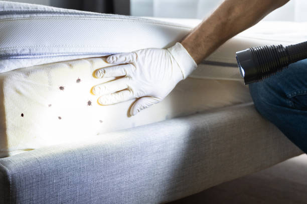 Best Local Pest Control Services  in Kingston, OK