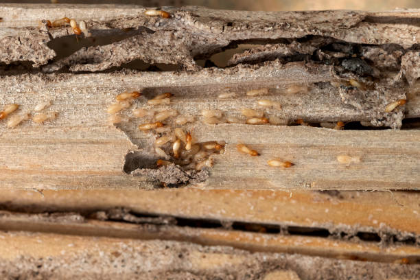 Best Best Pest Control Companies  in Kingston, OK